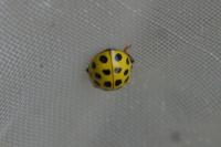 Psyllobora vigintiduopunctata
