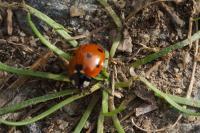 Coccinella septempunctata