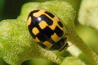 Propylea quatuordecimpunctata