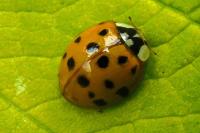 Harmonia axyridis