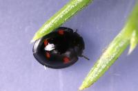 Exochomus quadripustulatus