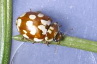 Myrrha octodecimguttata