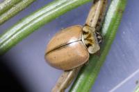 Aphidecta obliterata