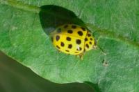 Psyllobora vigintiduopunctata