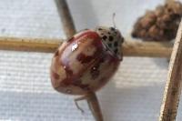 Harmonia quadripunctata