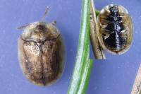 Hypocassida subferruginea