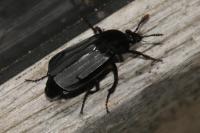 Necrodes littoralis