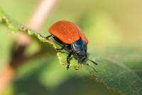 Chrysomela populi