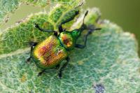 Byctiscus populi
