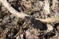 Chrysobothris affinis
