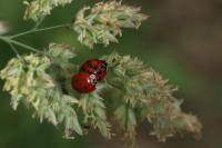 Harmonia axyridis