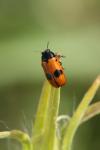 Clytra laeviuscula