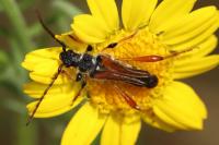 Stenopterus rufus