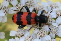 Trichodes apiarius