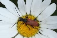 Anastrangalia dubia