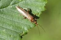 Oedemera femoralis