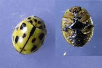 Propylea quatuordecimpunctata