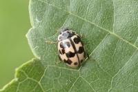Oenopia conglobata