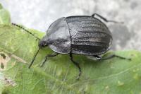 Phosphuga atrata
