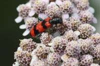 Trichodes apiarius