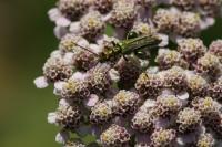 Oedemera nobilis