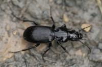Pterostichus madidus
