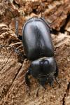 Lucanus cervus