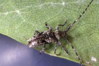 Pogonocherus decoratus