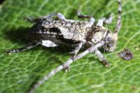 Pogonocherus decoratus
