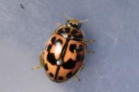 Oenopia conglobata