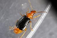 Lebia marginata