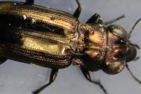 Notiophilus substriatus
