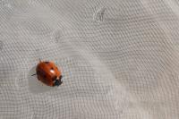 Coccinella septempunctata