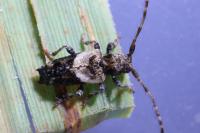 Pogonocherus hispidus