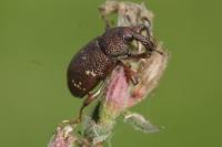 Hylobius transversovittatus