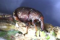 Hylobius transversovittatus