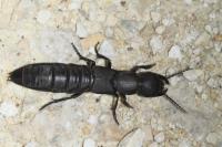 Ocypus olens