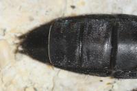 Ocypus olens