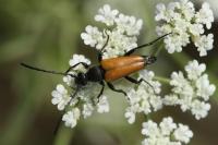 Stictoleptura fulva