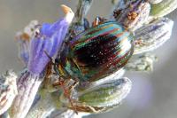 Chrysolina americana