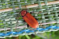 Pyrrhidium sanguineum
