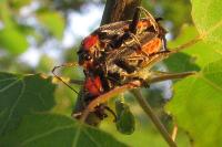 Cantharis fusca