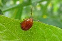 Sphaeroderma