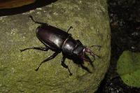 Lucanus cervus