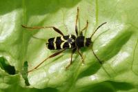 Clytus arietis