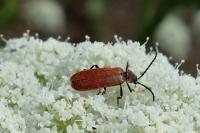 Lygistopterus sanguineus