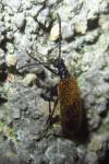 Lagria hirta