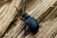Meloe violaceus