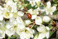 Coccinella septempunctata