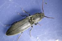 Agriotes pilosellus